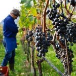 Afaceriştii Italia supăraţi