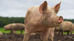 porci tarani romani