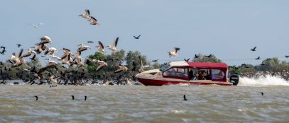 pelicani delta dunarii