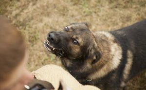 femeie ucisa de caine