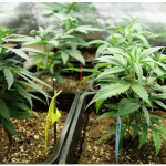 canabis cultivat ghiveci