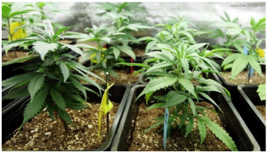 canabis cultivat ghiveci