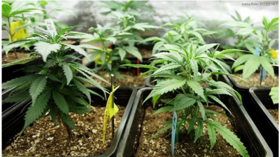 canabis cultivat ghiveci