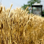 Aprovizionarea cu grâu a Italiei