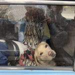 refugiatii din Ucraina isi ot aduce animalele in Italia