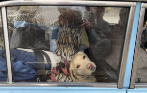 refugiatii din Ucraina isi ot aduce animalele in Italia