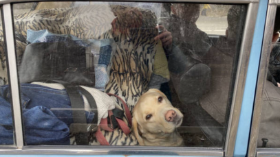 refugiatii din Ucraina isi ot aduce animalele in Italia