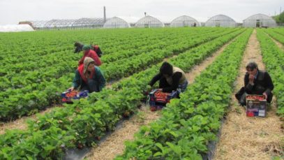 agricultura italia