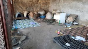 dormitoate caini roma