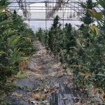 plantatie marijuana calabria