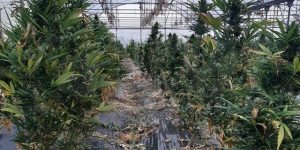 plantatie marijuana calabria