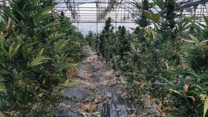 plantatie marijuana calabria