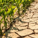 Seceta distruge recoltele din Italia