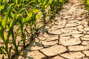 Seceta distruge recoltele din Italia