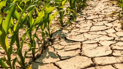 Seceta distruge recoltele din Italia