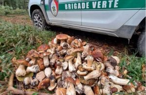 hribi italieni prinsi