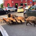 mistreți roma violenti