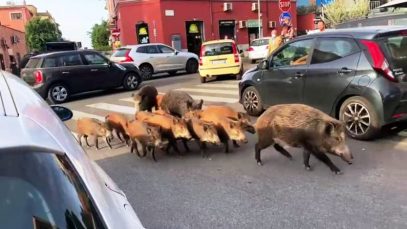 mistreți roma violenti