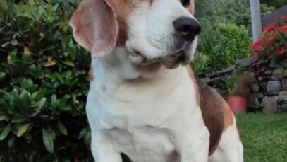 caine otravit italia