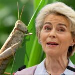 Făină de greieri în Italia