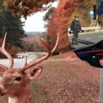 Accident grav în Lombardia