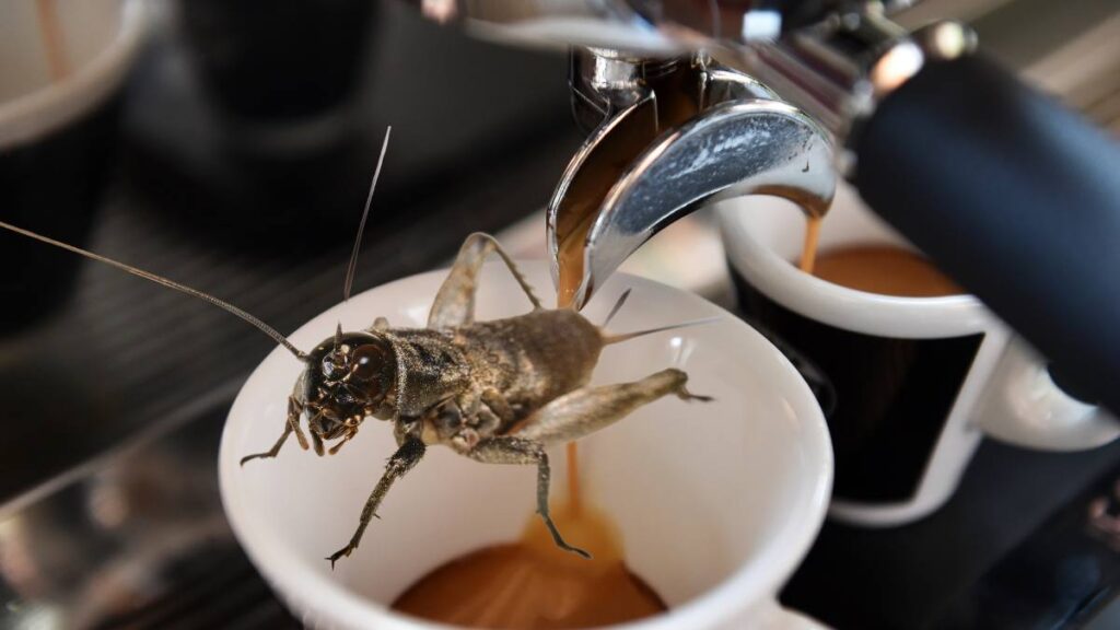 cafea cu insecte