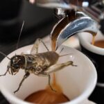 cafea cu insecte