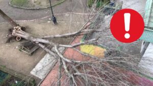 Florența copac uriaș cade grădina școli