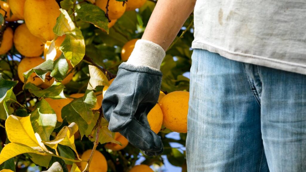 Este nevoie de migranți în agricultura italiană