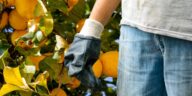 Este nevoie de migranți în agricultura italiană