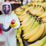 Banane cu pesticide vândute în Italia
