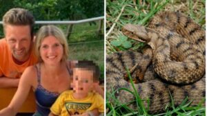 Italia copil mușcat viperă