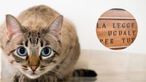 Român gelos ucide pisoiul soției