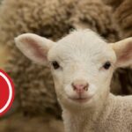 Calvarul mieilor transportați România Italia