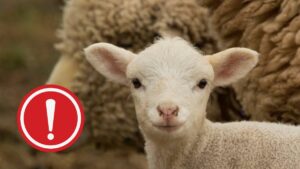 Calvarul mieilor transportați România Italia