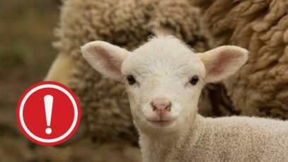 Calvarul mieilor transportați România Italia