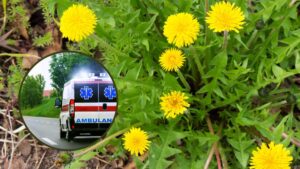 Italia mănânc floare otrăvitoare moare