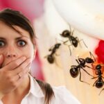 Ancona, furnici pe o bătrână la urgență