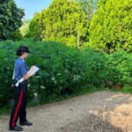 Familie de români la Roma, sechestru record de marijuana