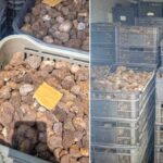 Trufe românești confiscate pe autostradă în Italia