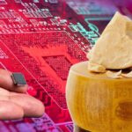 Cipuri „comestibile” în Parmiggiano Reggiano.