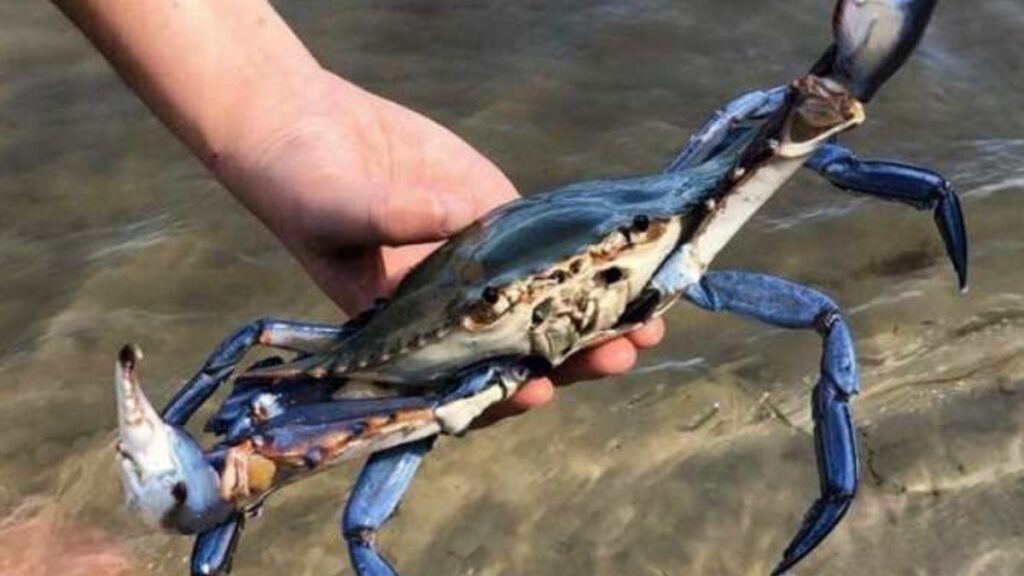 Invazie de crabi albaștri în Italia