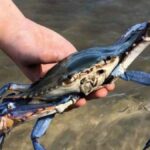 Invazie de crabi albaștri în Italia