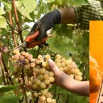 Franciacorta: Ioan Avarvarei 37 de ani ucis de caniculă