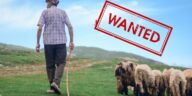 Se caută ciobani în Italia