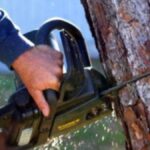 Român zdrobit de un copac la Cecchina