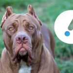 Fetiță româncă, de 15 ani, rănită