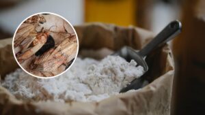 Făina de insecte ajunge și în Italia