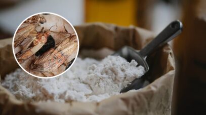 Făina de insecte ajunge și în Italia