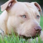 pitbull atacat copil